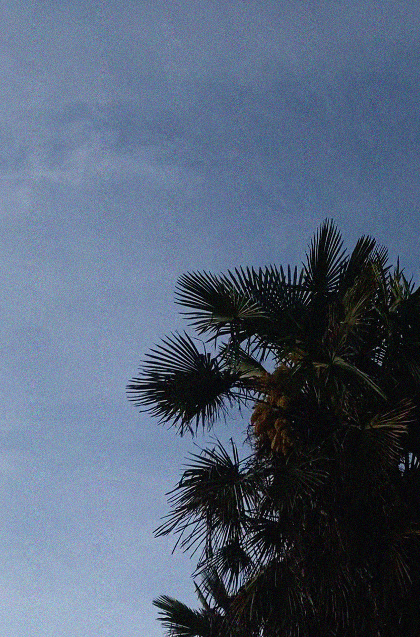 Grainy image of a fan palm tree against blue sky